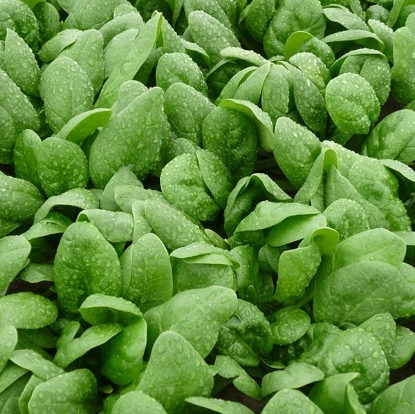 Picture of Spinach Piano F1